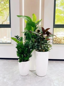 专业绿植租摆，宁波镇海满足您对绿色的渴望